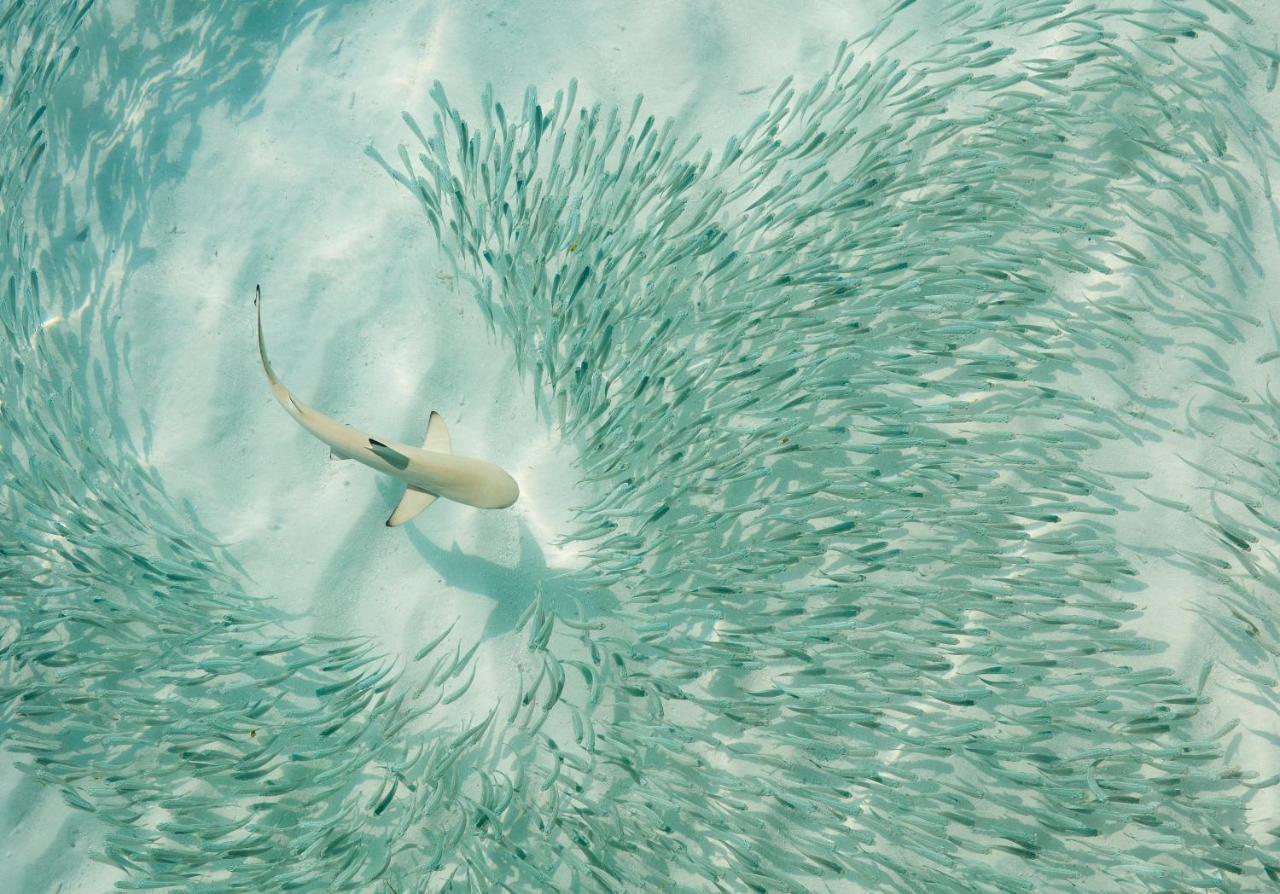 Sun Siyam Iru Fushi With Free Transfer Hotel Iru Fushi Island Екстериор снимка